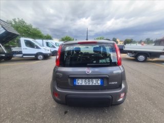 FIAT Panda 1.0 firefly hybrid City Life s&s 70cv 5p.ti